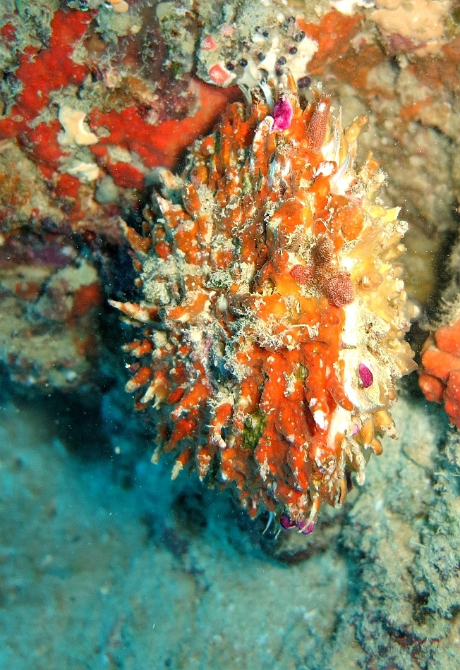 IMG_1294rf_Maldives_Madoogali_Plongee 14_Donagali caves_Spondyle_ Spondylus aurantius.jpg